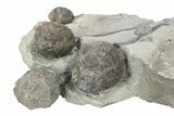 Multiple Silurian Cystoid (Caryocrinites) Fossils - New York #270012-1